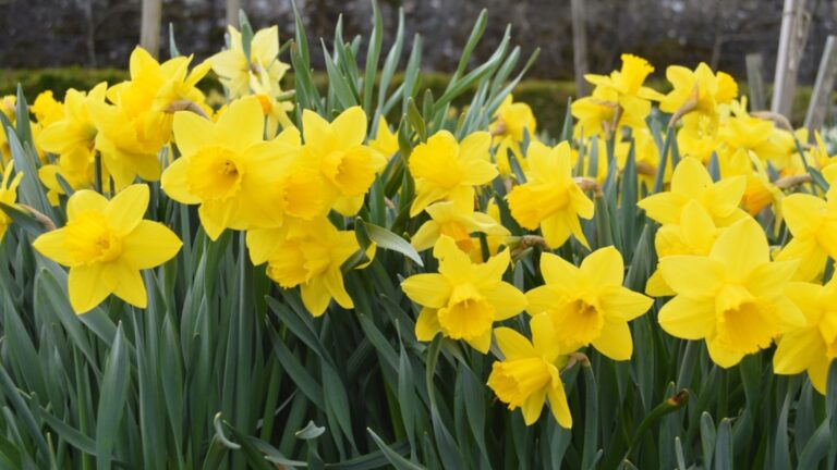 daffodil bloom display