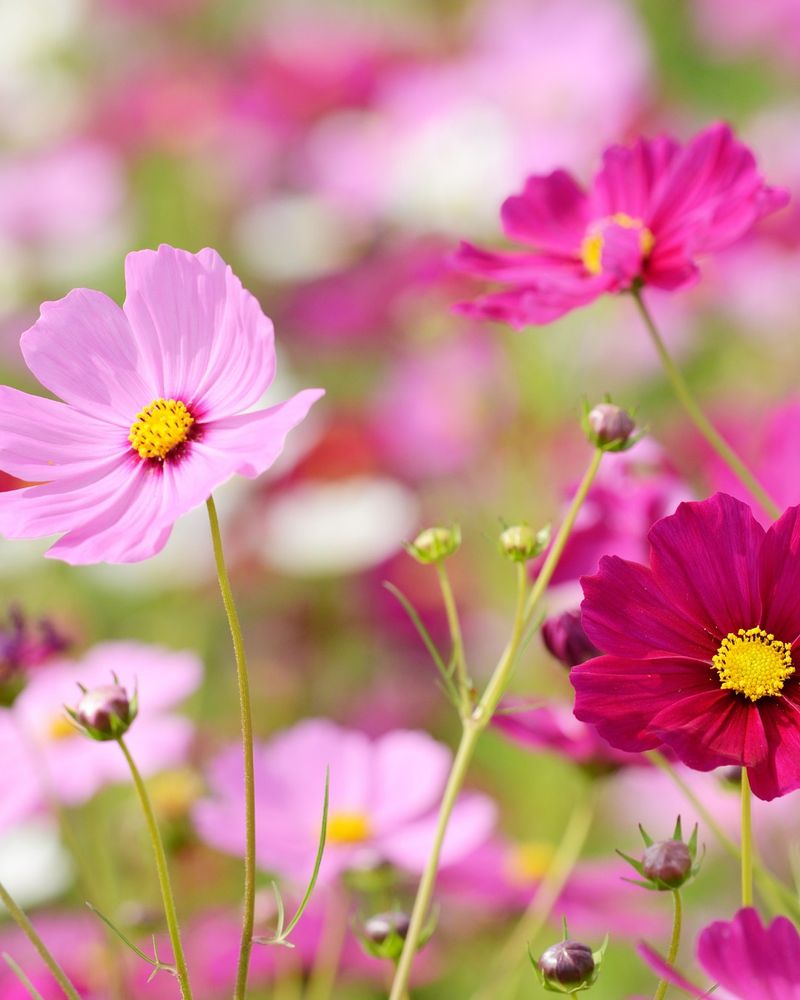 Cosmos