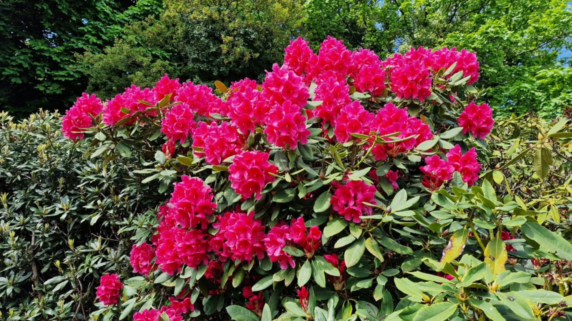 rhododendron in bloom