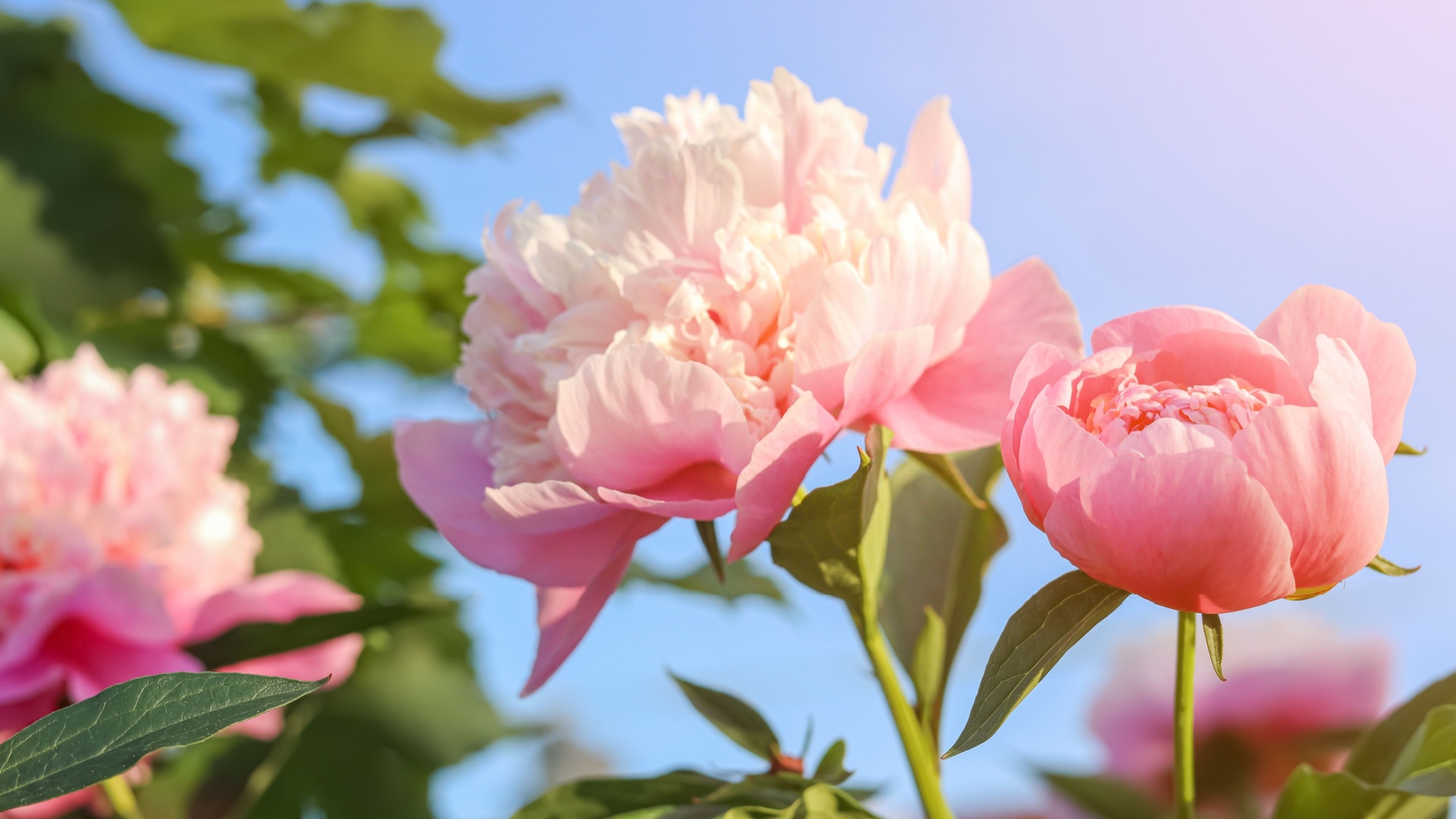 peonies