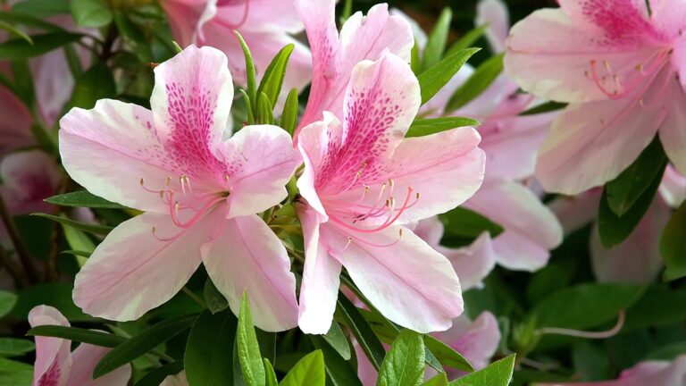 Azaleas