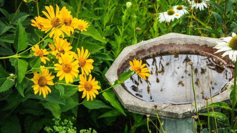 Birdbath
