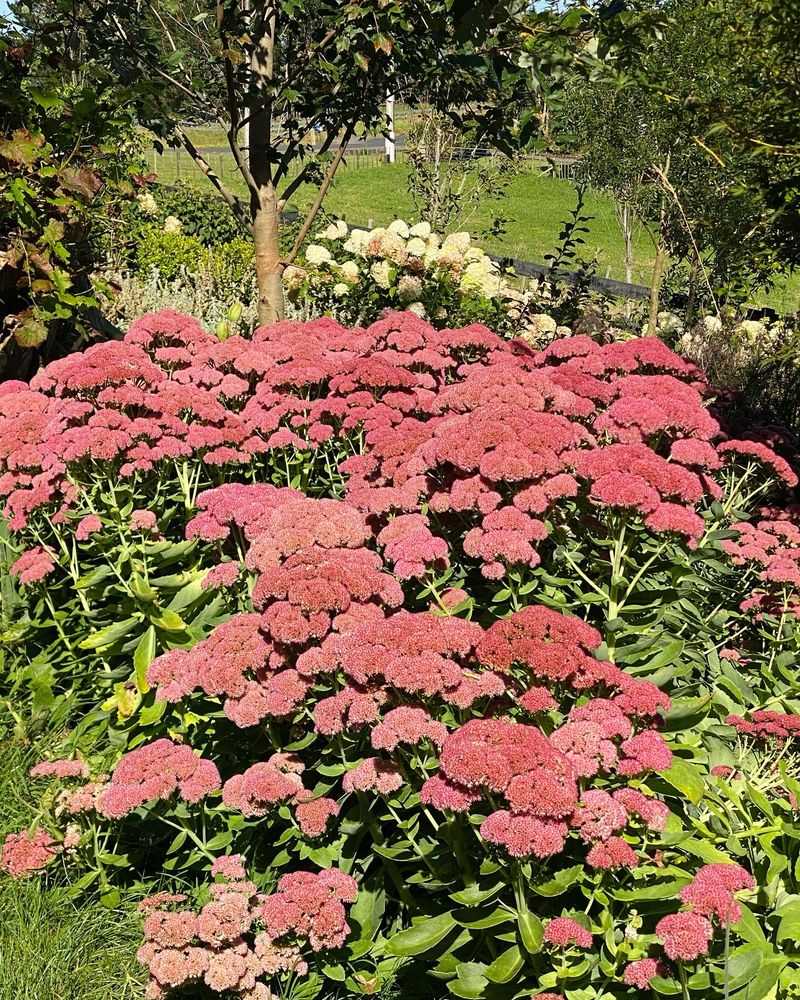 Sedum: Drought-Tolerant Workhorses