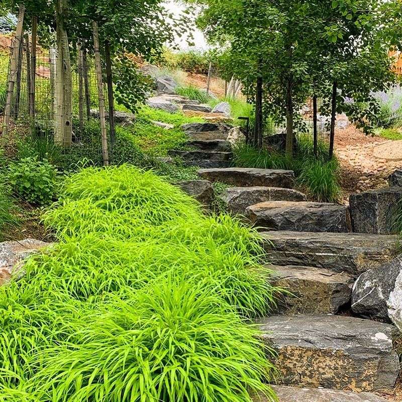Japanese Forest Grass (Hakonechloa macra)