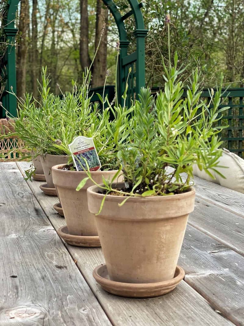 Lavender: Fragrant Mediterranean Charm