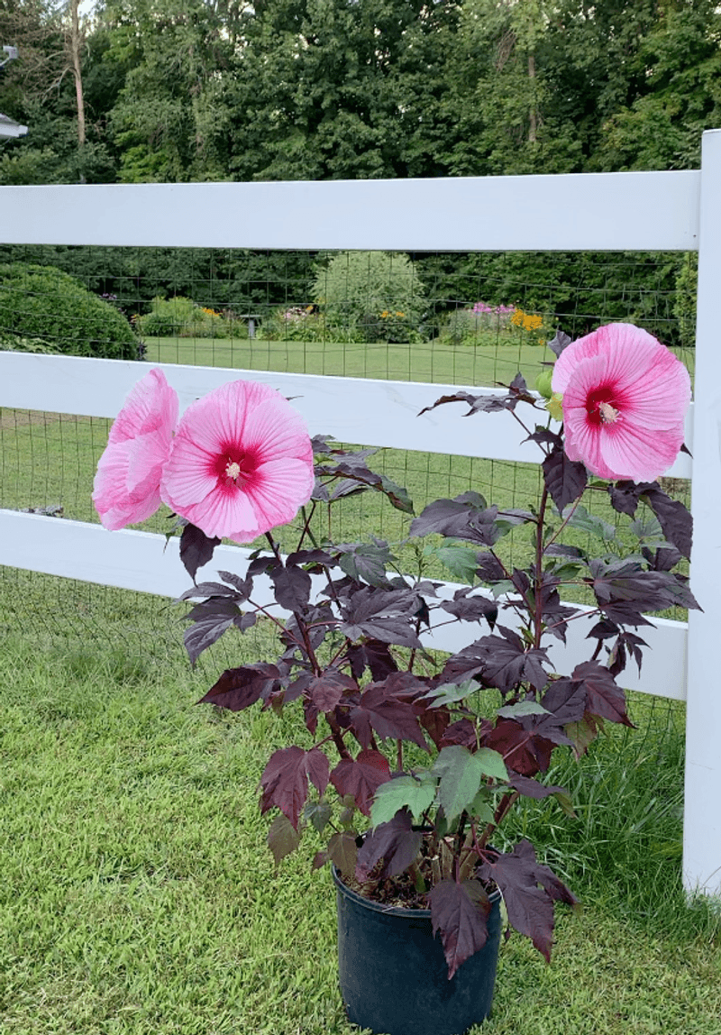 Hibiscus moscheutos: The Late Bloomer That Barely Blooms