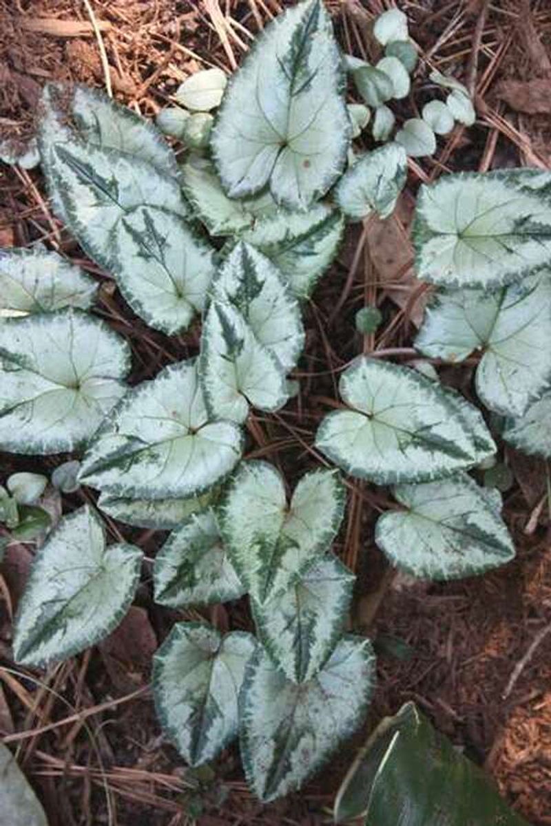 Cyclamen (Hardy Types)