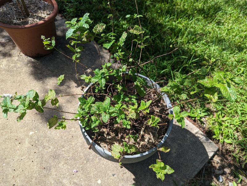 Seasonal Dieback Issues