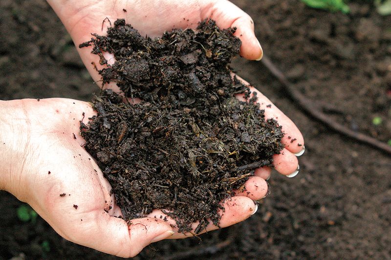 Freshly Amended Vegetable Gardens