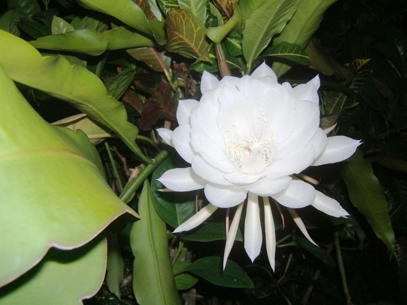 Kadupul Flower