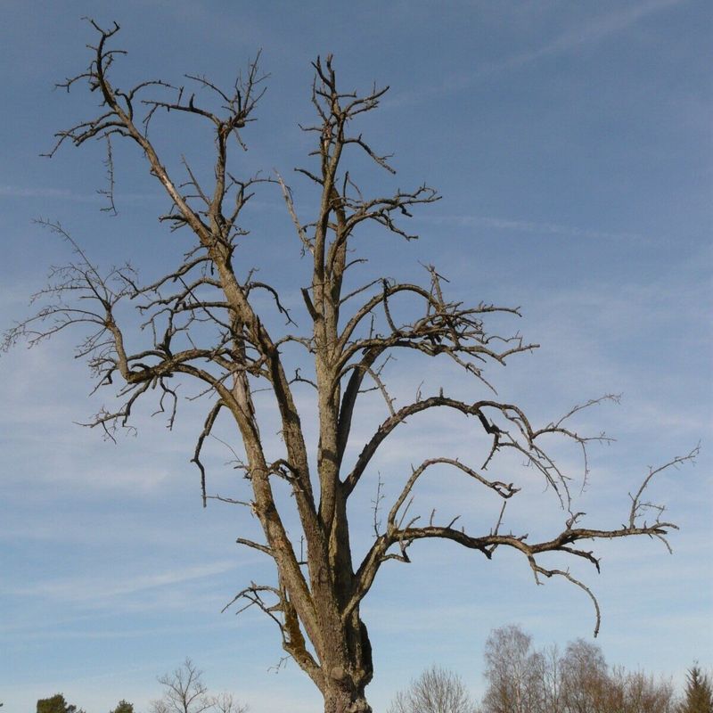 Large Dead Branches Pose Immediate Danger