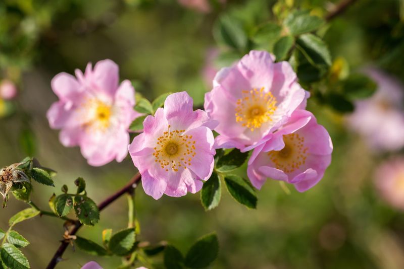 Dog Rose