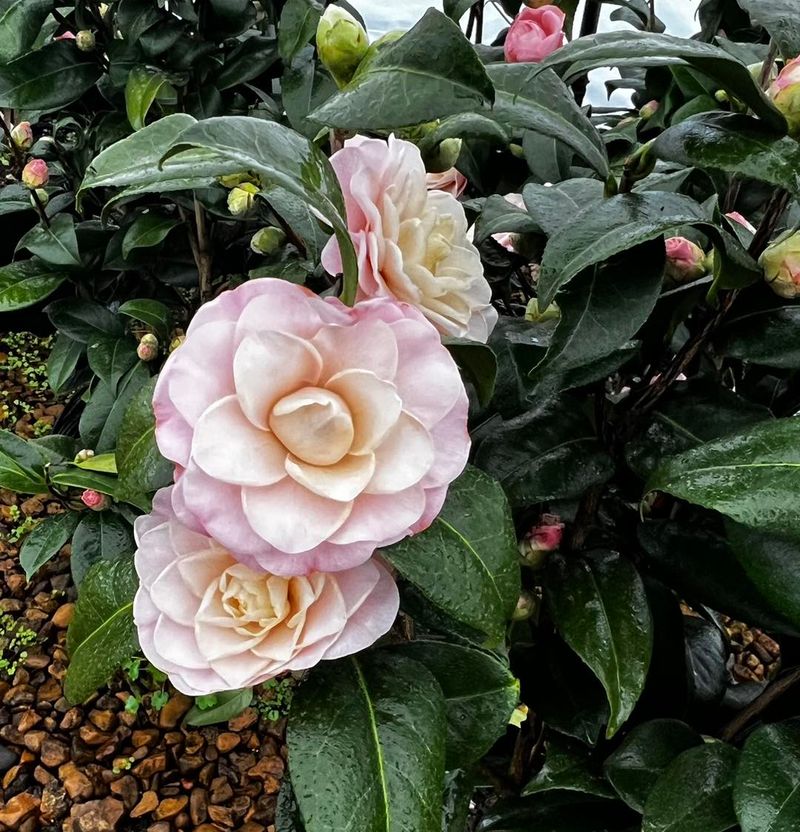 Camellia Shrubs