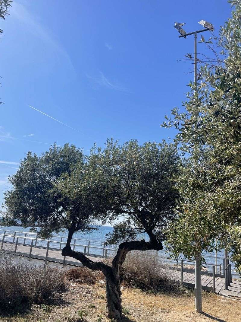 Olive Tree