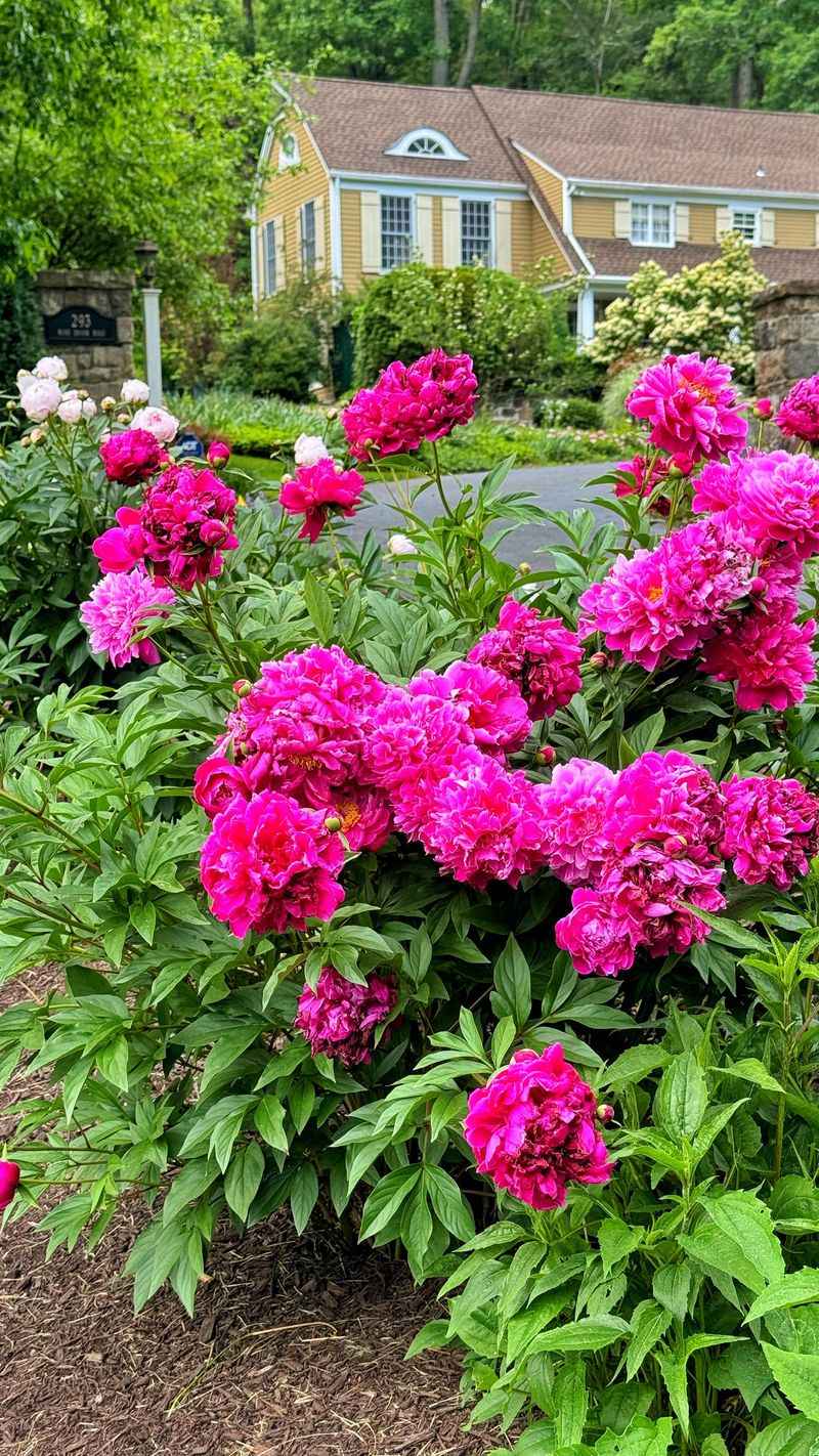 Peony