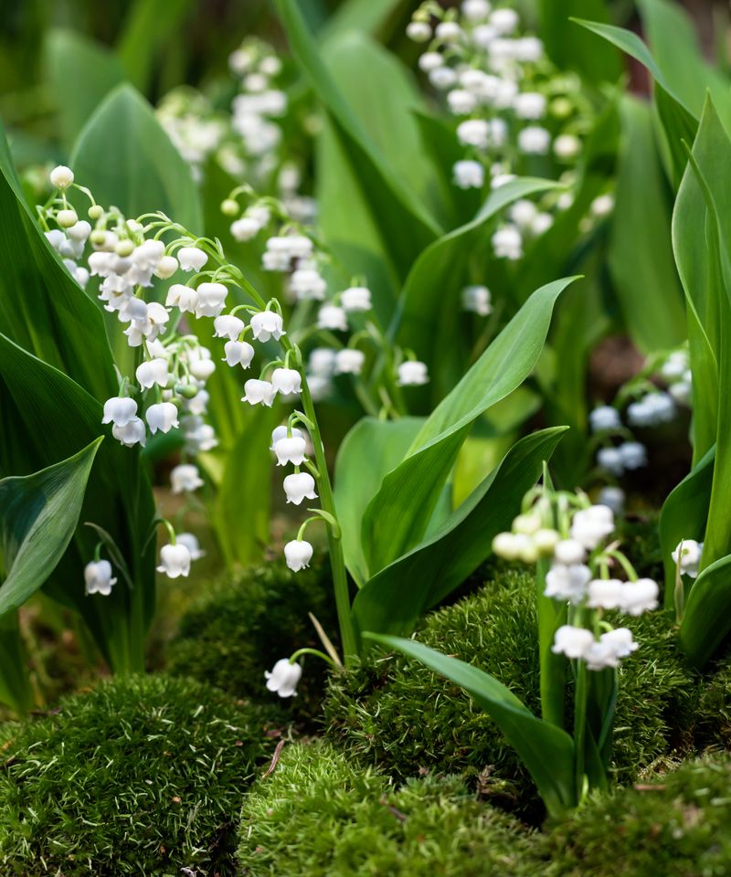 Lily of the Valley: The Slow-Starting Spreader