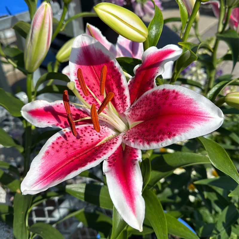 Oriental Lilies