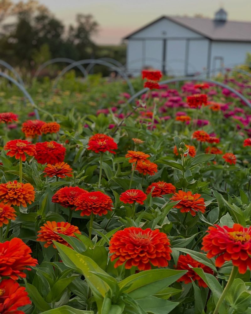 Zinnias