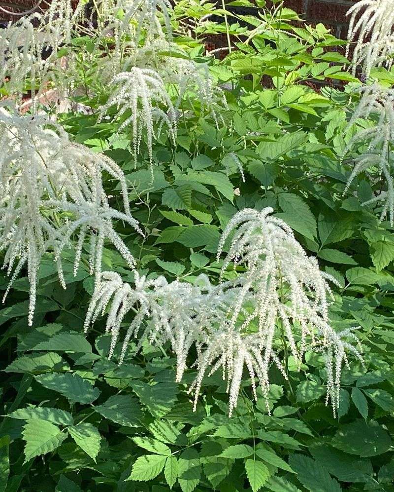 Goatsbeard