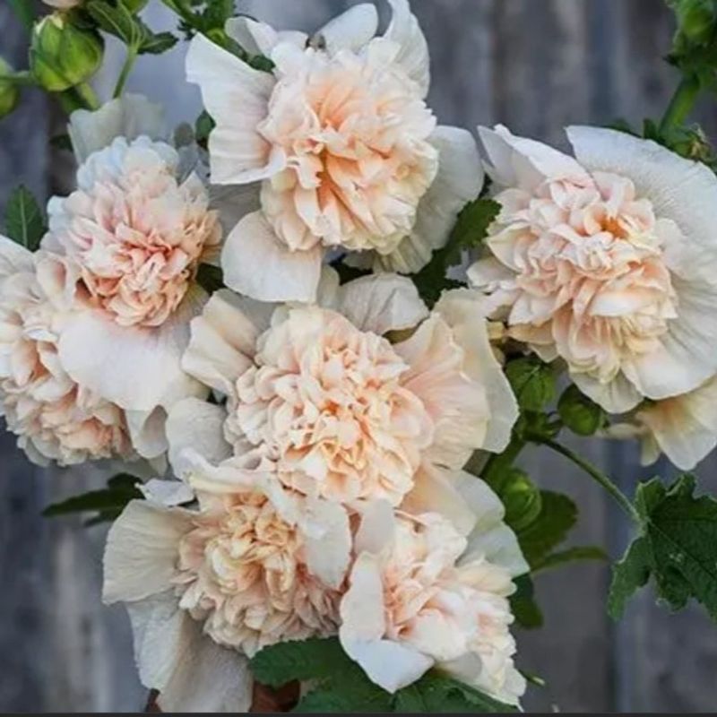 Dwarf Hollyhocks