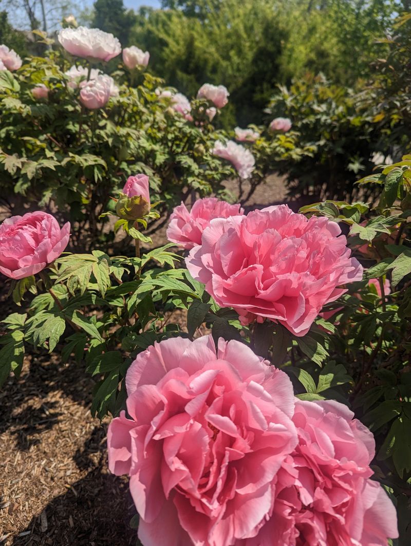 Japanese Peonies: Brief Bloomers With Messy Aftermath