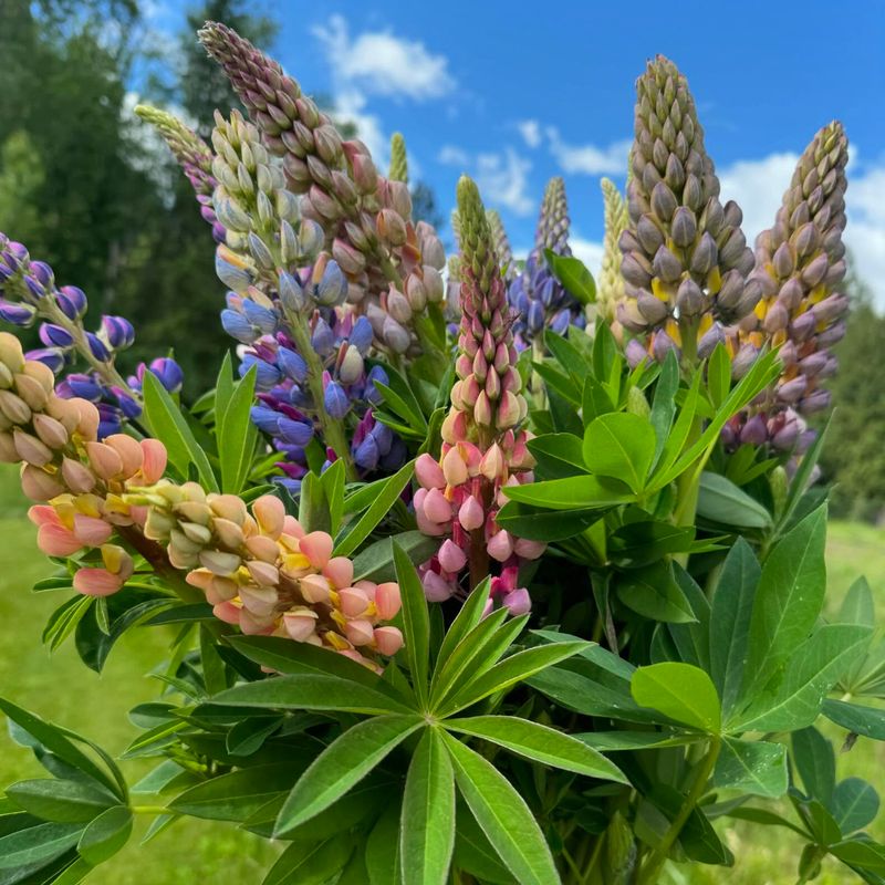 Lupines Look Lovely, Leave Quickly