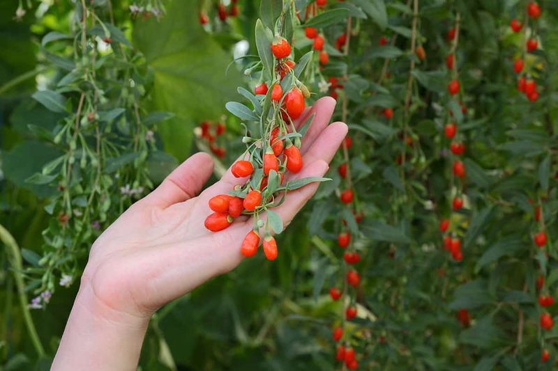 Goji Berries: The Superfood Simplicity