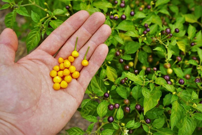 Aji Charapita Pepper