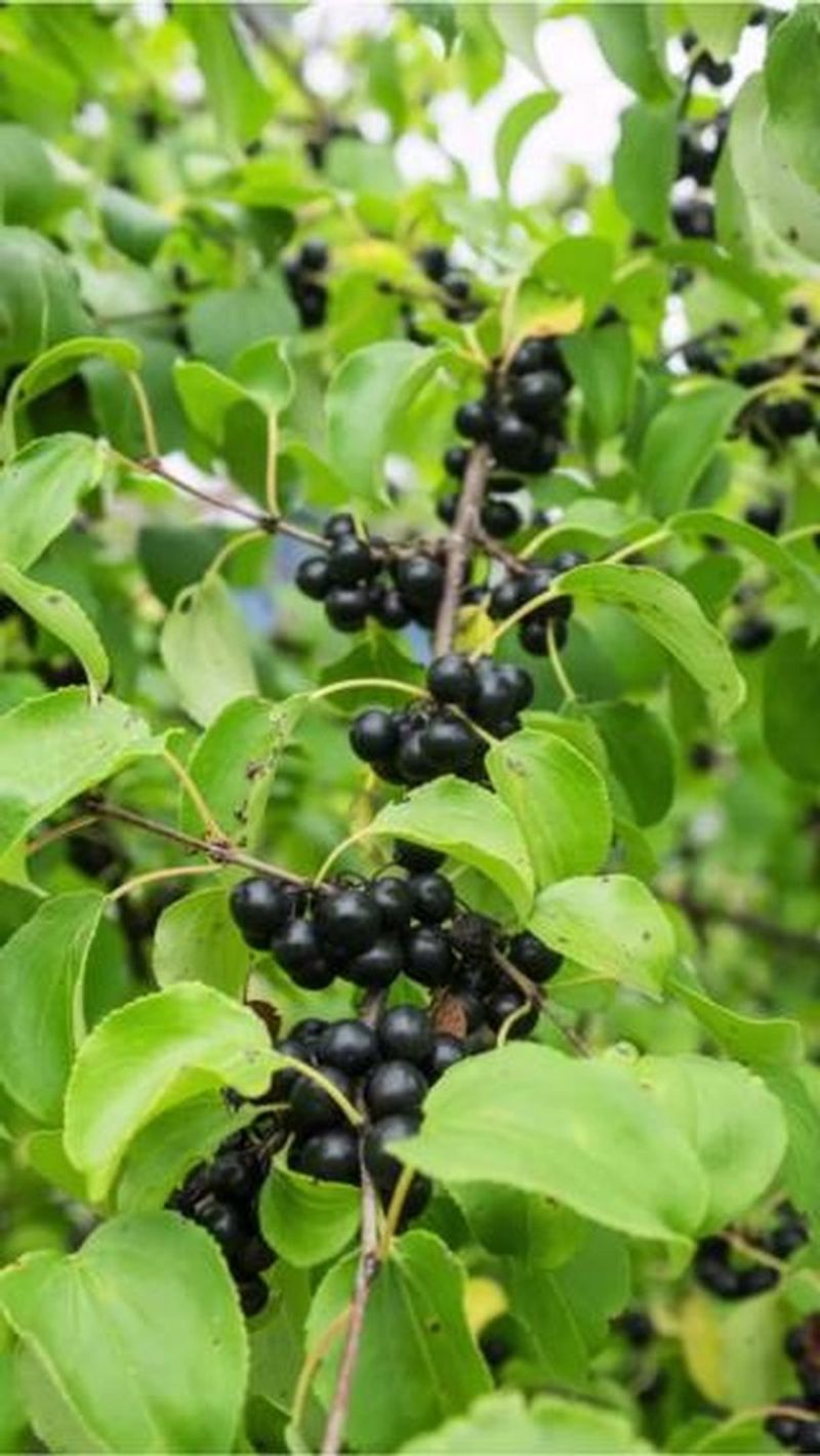 Buckthorn