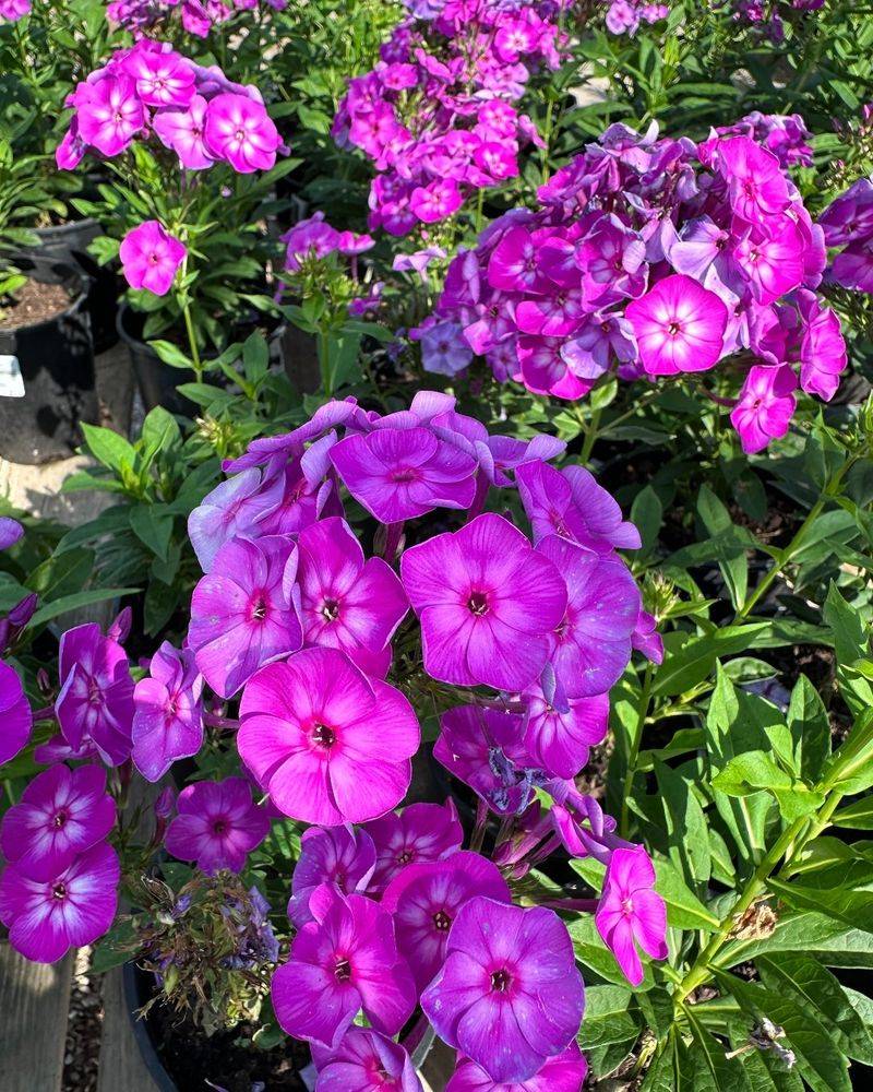 Garden Phlox: Summer's Sweet Symphony