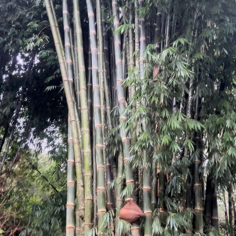 Bamboo