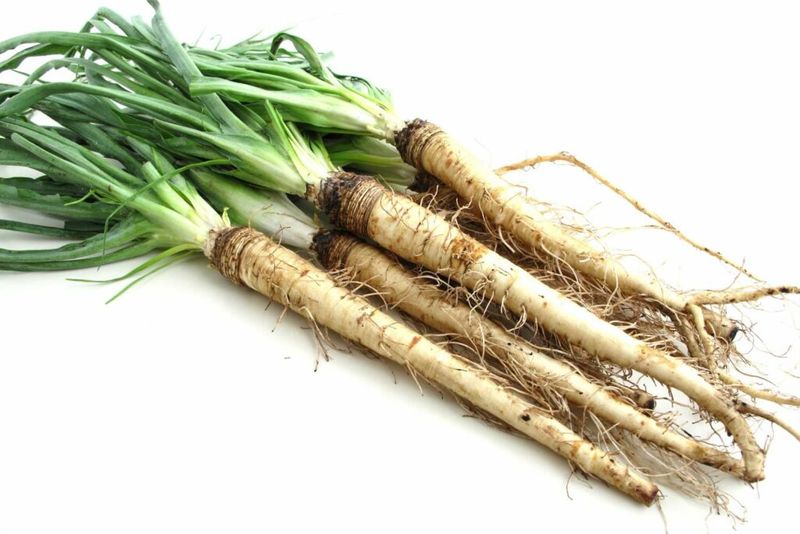 Salsify - Uncommon Companion