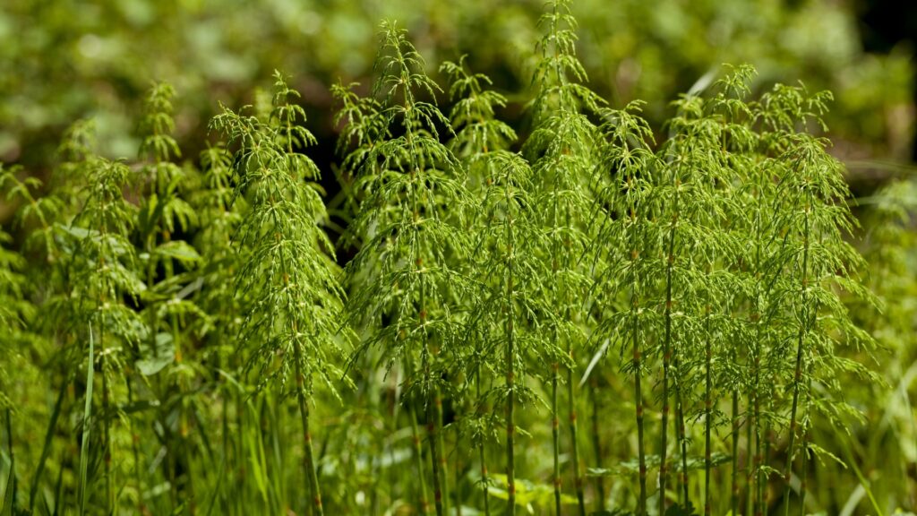 horsetail plant