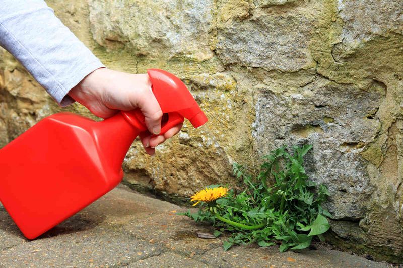 Vodka Spray for Sunshine Weeds