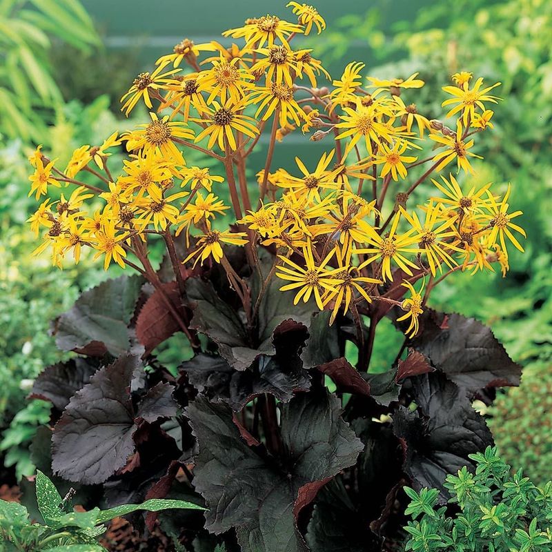 Ligularia (Leopard Plant)