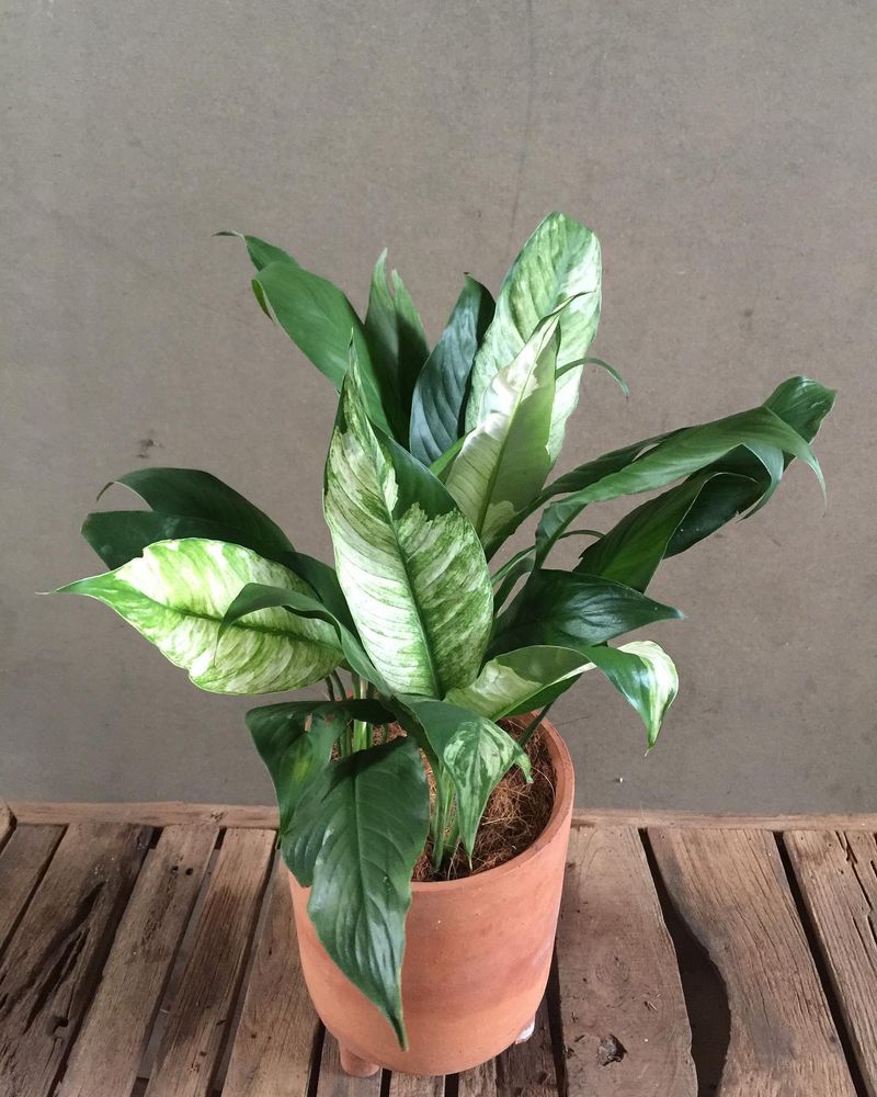 Variegated Peace Lily