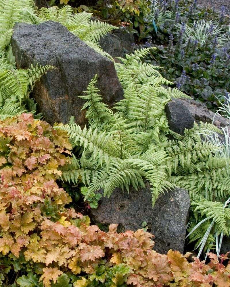 Fern Friendship