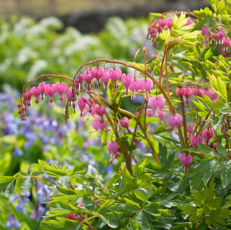 Bleeding Hearts Offer Early Season Interest