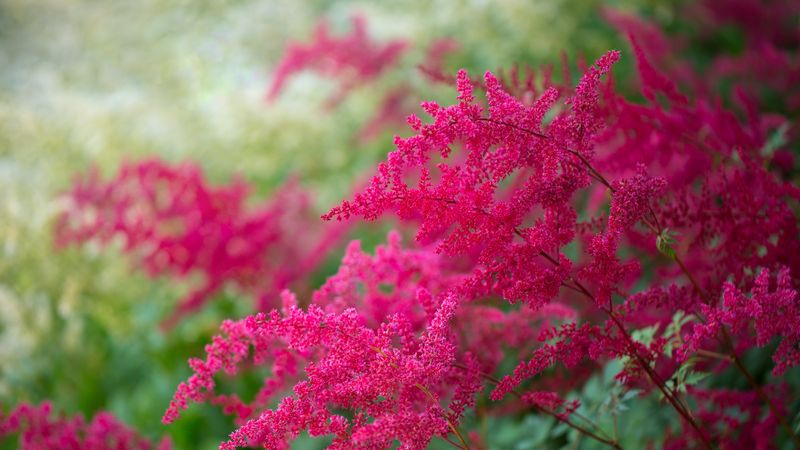 Astilbe Isn't A Fan Of Full Sun