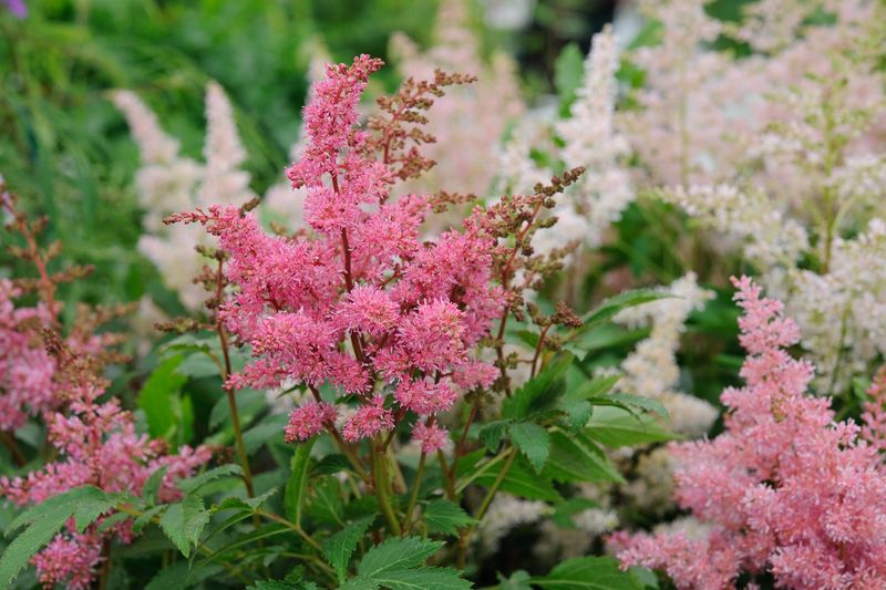 Astilbe's Moisture Demands Doom It Under Trees