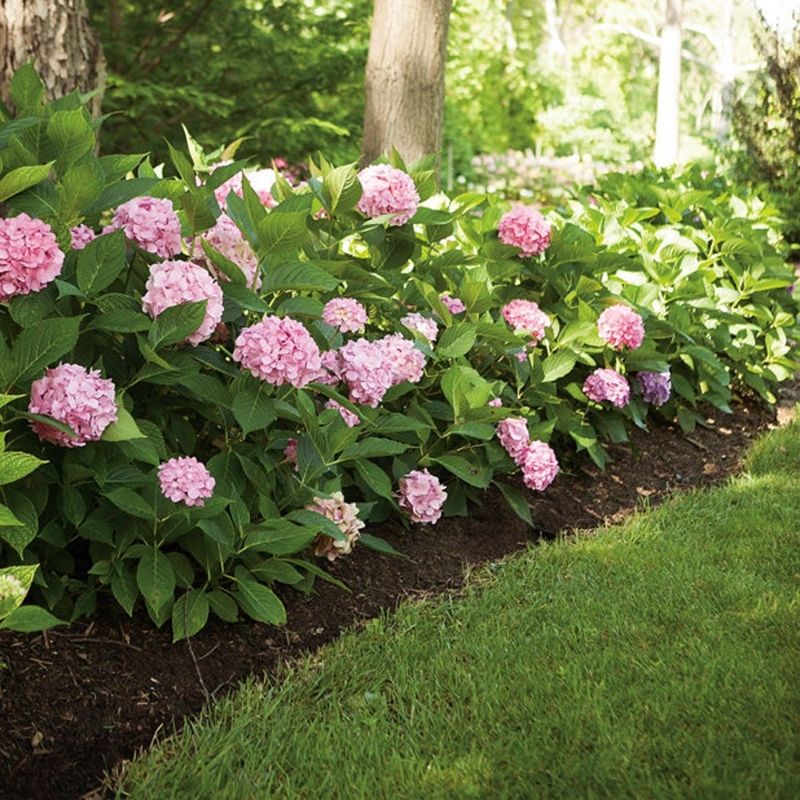 Hydrangea macrophylla