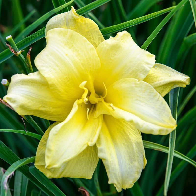 Daylilies