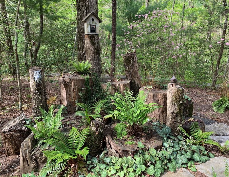 Ferns