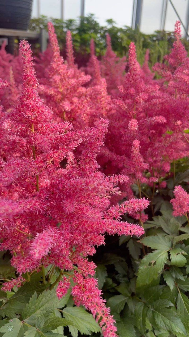 Astilbe