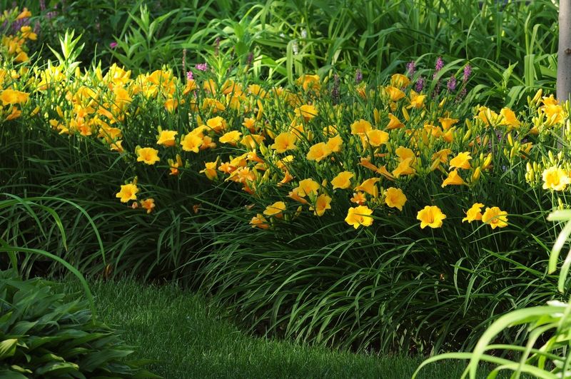 Daylilies