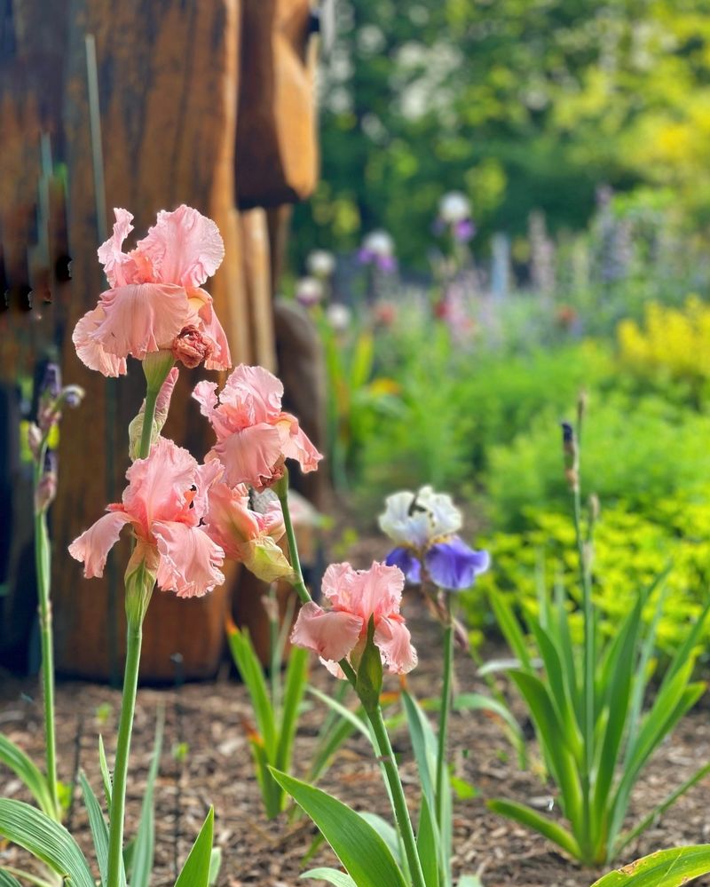 Bearded Iris