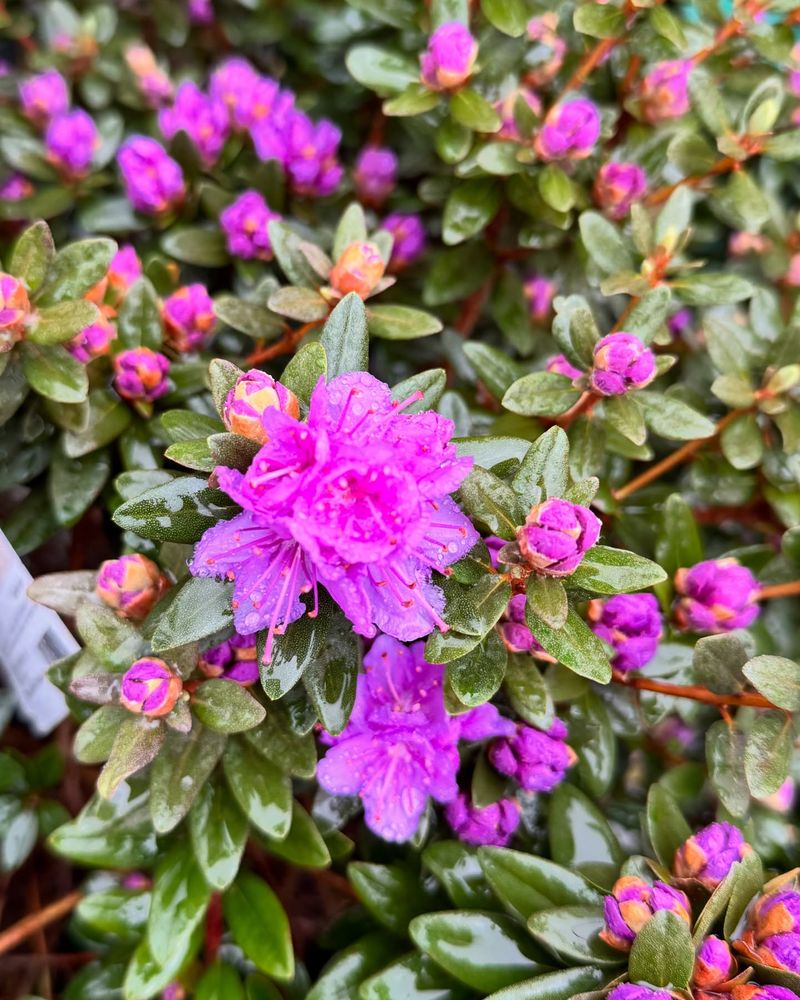 Dwarf Rhododendron