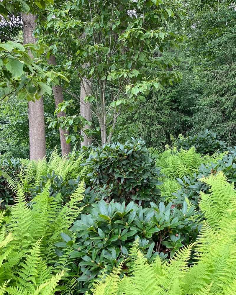 Ferns