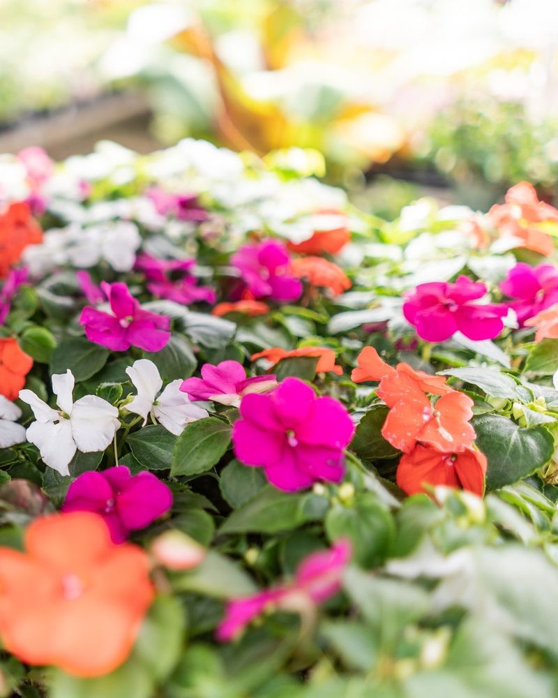 Impatiens