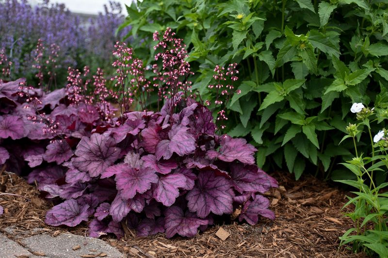 Heuchera: Rainbow Foliage All Year